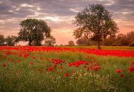 Détente méditative avec des coquelicots